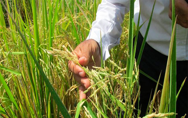 Arroceros demandan del gobierno infraestructura y asistencia t&eacute;cnica