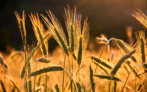 Abren nueva convocatoria de Alianzas Productivas en favor de las regiones