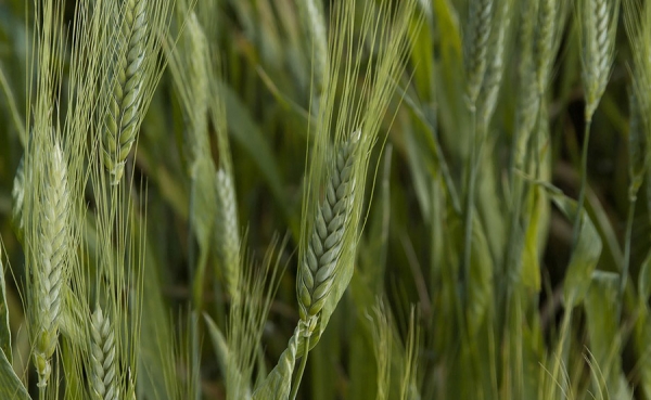 FAO pronostica ca&iacute;da en la producci&oacute;n de cereales en Am&eacute;rica y el Caribe