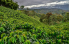 Suministro de fertilizantes en Colombia hasta mayo o junio: Montenegro