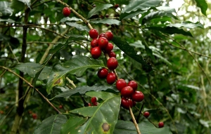 Extra&ntilde;a anomal&iacute;a amenaza econom&iacute;a cafetera de Vietnam