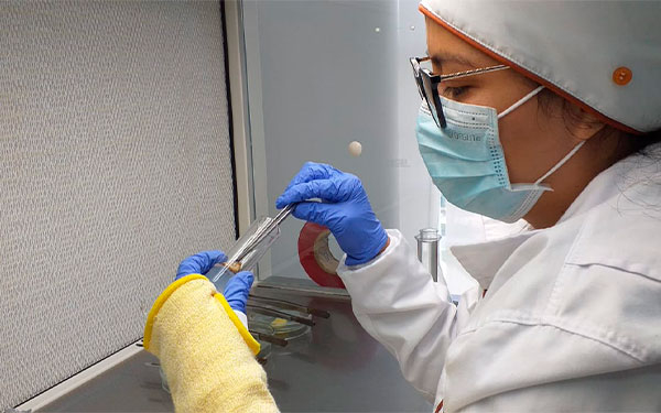 Clonaci&oacute;n en palmas, posible punto final a la pudrici&oacute;n de cogollo