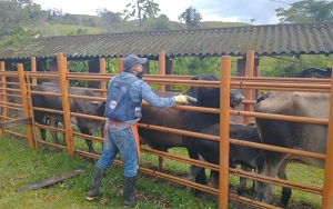 Avanza segundo ciclo contra aftosa, 14,4 millones de bovinos vacunados