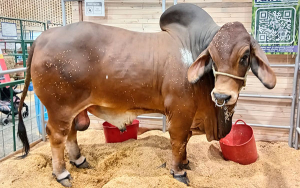 ICA: Una entidad hecha a la medida de los productores del campo en frontera