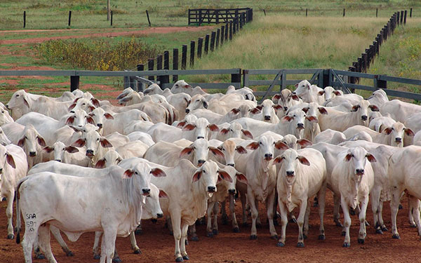 El Salvador invierte para contener gusano barrenador del ganado