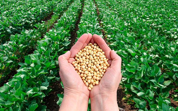 Hay labor en el campo, pero no es suficiente, sigue rezago: Acosemillas