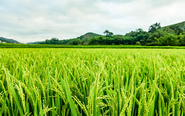 Fedearroz alerta por solicitudes fraudulentas en supuestos proyectos