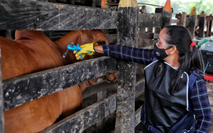 En junio iniciar&aacute; el ciclo de vacunaci&oacute;n contra fiebre aftosa en Colombia
