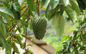 En 303 % crece seguro agropecuario durante el actual Gobierno