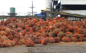 Entre enero y julio producci&oacute;n de aceite de palma creci&oacute; 5.4%