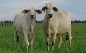 La suerte del Fondo Nacional del Ganado est&aacute; en manos del Minagricultura