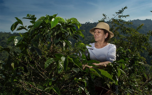 Realidad cafetera: Multinacionales con el negocio y caficultores con la quiebra