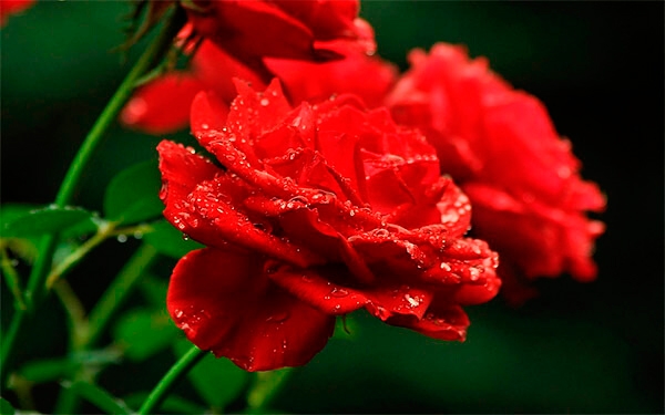 Asi&aacute;ticos miran con mucho inter&eacute;s el jard&iacute;n colombiano