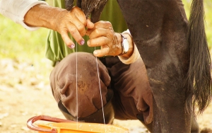 Fundaci&oacute;n Alpina, arduo trabajo por la seguridad alimentaria en el campo