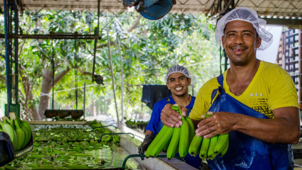 Bananeros llenos de exigencias, pero con el precio de hace 10 a&ntilde;os: Asbama