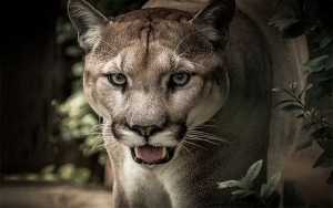 Lo que hac&iacute;a falta, bacteria mata pumas en Estados Unidos