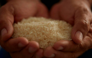 Investigadores chinos adelantan cooperaci&oacute;n con arroceros colombianos