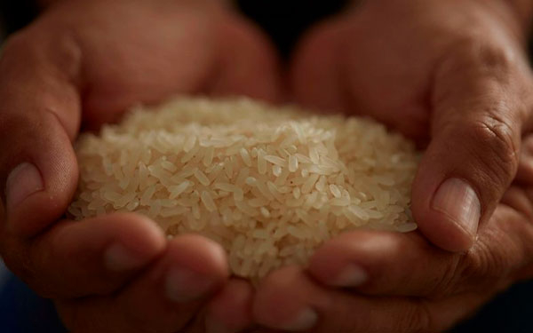 Investigadores chinos adelantan cooperaci&oacute;n con arroceros colombianos