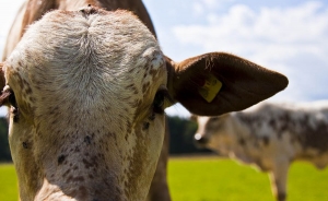 Colombia empieza a despachar carne a Jordania