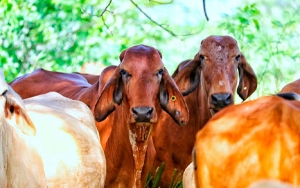 Ganaderos le dicen NO al acuerdo comercial con Jap&oacute;n