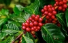 Producci&oacute;n cafetera en 2020 fue de 13,9 millones de sacos: Fedecaf&eacute;