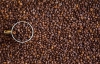 Noruega le apuesta a productores que cosechar&aacute;n el &ldquo;Caf&eacute; del futuro&rdquo;