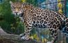 Por el balance natural y econ&oacute;mico, &ldquo;larga vida al jaguar&rdquo;