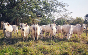 Entre realismo m&aacute;gico y mariposas amarillas, celebrar&aacute;n d&iacute;a del ganadero