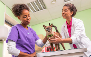 D&iacute;a Mundial de la Esterilizaci&oacute;n: Control a la sobrepoblaci&oacute;n de Mascotas