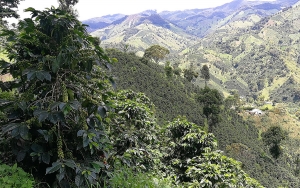 &Aacute;msterdam acoger&aacute; a caficultores de Santa Mar&iacute;a, Huila, con grano especial