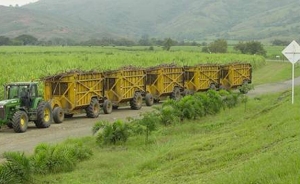 Eliminar franja de precios al az&uacute;car igual a quiebra y desempleo: CGT