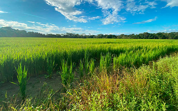 Semillano lanza nueva variedad de semilla de arroz para el oriente colombiano