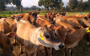 Jersey, una raza con sello de calidad, productividad y rentabilidad