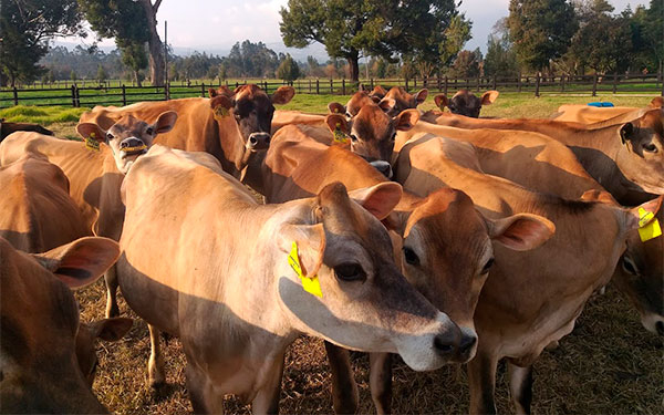 Jersey, una raza con sello de calidad, productividad y rentabilidad