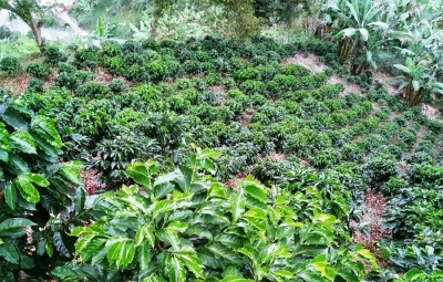 Arranca renovaci&oacute;n de cafetales con recursos por $50.500 millones