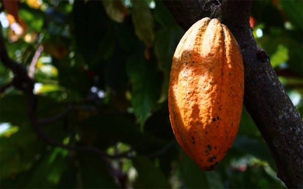La paz se construye con el arom&aacute;tico sabor del cacao