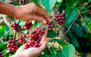 Alentador diagn&oacute;stico, producci&oacute;n de caf&eacute; lleva doce meses creciendo