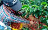 Precios del caf&eacute; son altos, pero no hay cosecha ni bonanza: Caficultores