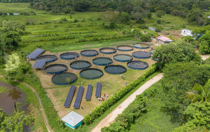 Tilapia roja, la nueva opci&oacute;n de productores de Arauquita