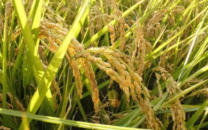 Agro necesita pol&iacute;ticas de estado y no ministros por docenas: Fedearroz