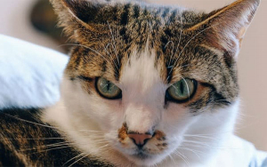 Laika, un portafolio que le lleva beneficios hasta al gato