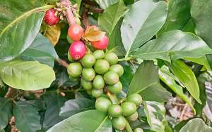 Producci&oacute;n cafetera en Colombia retrocede en marzo