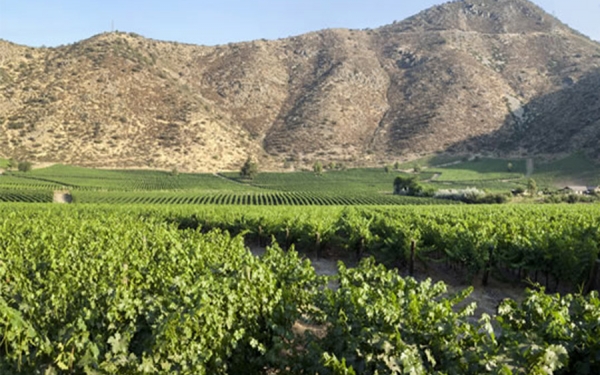 Vi&ntilde;as de grupo GVP obtienen c&oacute;digo de sustentabilidad de Vinos de Chile