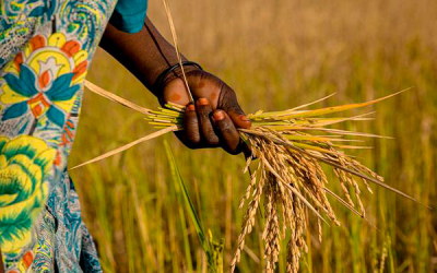 &Aacute;frica y Am&eacute;rica alistan cumbre para impulsar cooperaci&oacute;n agroalimentaria