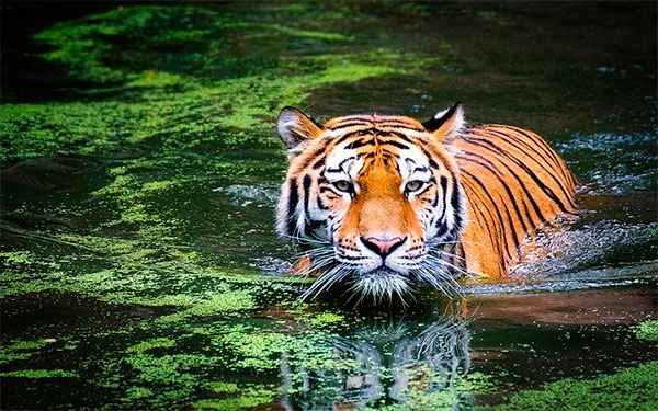 El Tigre celebra su d&iacute;a en medio de la m&aacute;s grande amenaza