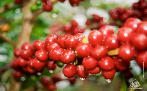 FNC ajusta factor de rendimiento para liquidar precio de compra del caf&eacute;