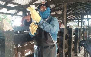 Ciclo II contra aftosa ha vacunado el 65,6 % del hato bovino y bufalino