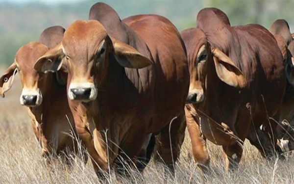 Gremios afiliados a Fedeg&aacute;n demandan seguridad