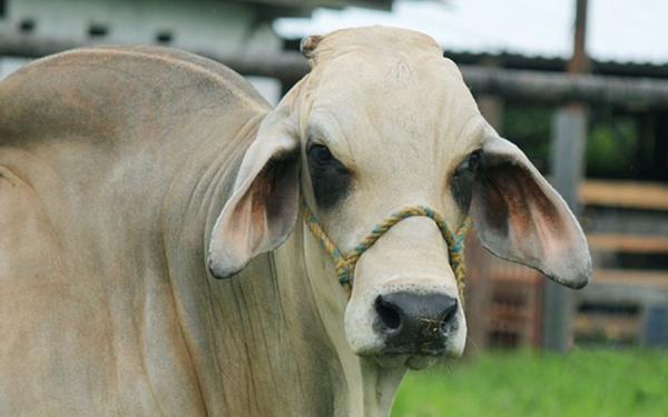 Rusia reactiva mercado de carne Colombiana