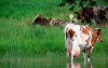 Exceso de lluvias pone en aprietos ganader&iacute;a de leche: ANALAC